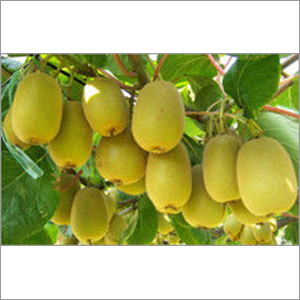 Fresh Kiwi Fruit Fresh Kiwi Fruit
