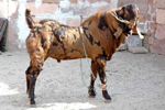 Sirohi Sirohi