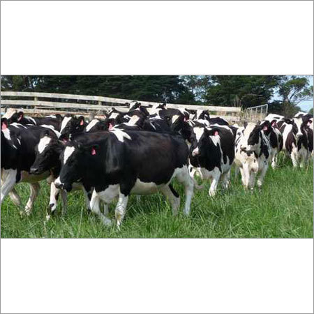 Pregnant Holstein Cow Pregnant Holstein Cow