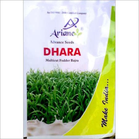 Millet Seed Millet Seed
