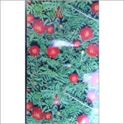Marigold Mairrun Double Seeds Marigold Mairrun Double Seeds