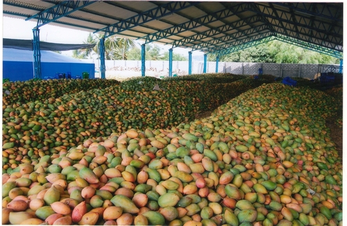 Totapuri Mango Totapuri Mango