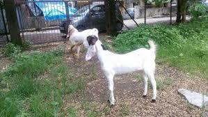 Hyderabadi Goat Hyderabadi Goat