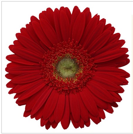 Gerbera Plants Gerbera Plants