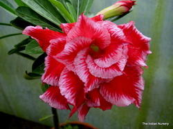 Grafted Hybrid Adenium Grafted Hybrid Adenium