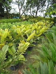 Decorative Plant-Outdoor Decorative Plant-Outdoor