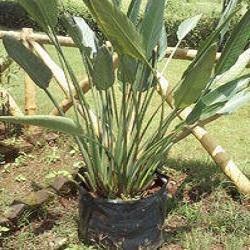Sterlizia Regina Birds Of Paradise Palm Sterlizia Regina Birds Of Paradise Palm