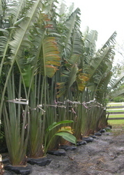 Traveller Palm Traveller Palm