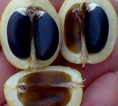 Jatropha Seeds Jatropha Seeds