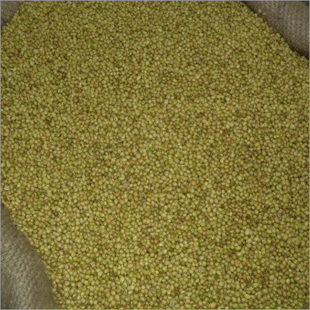 Coriander Seeds Coriander Seeds