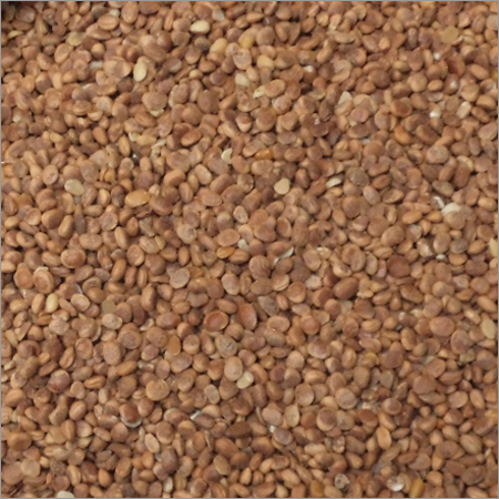 Fennel Seeds Fennel Seeds