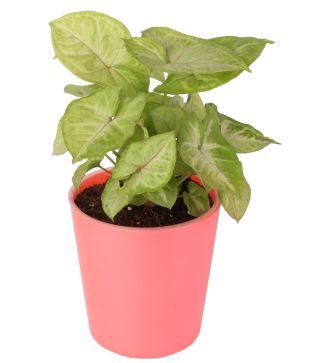 Syngonium Green Syngonium Green