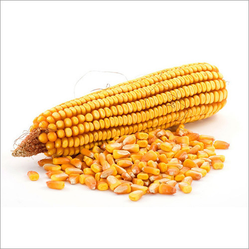 Yellow Corn Yellow Corn