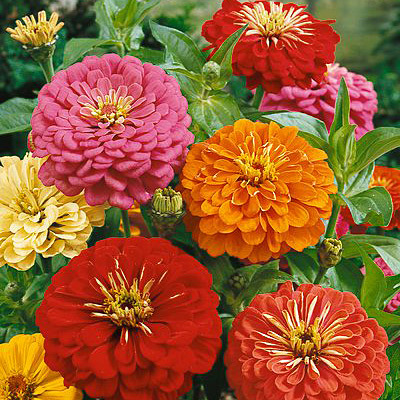 Zinnia Elegans Zinnia Elegans