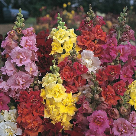 Antirrhinum Nanum Antirrhinum Nanum