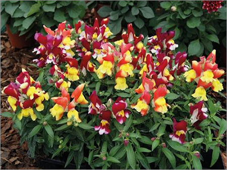 Antirrhinum Majus Nanum Antirrhinum Majus Nanum
