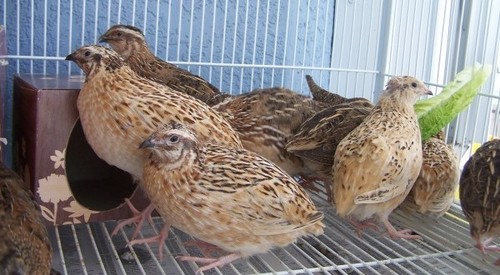 Quail Bird Quail Bird