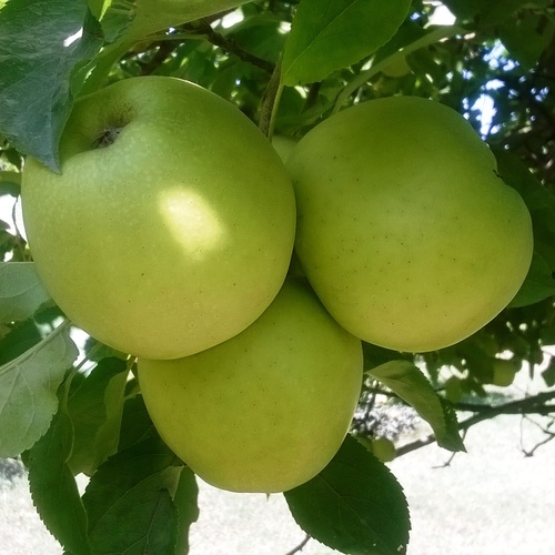Orchard Fresh Apples Orchard Fresh Apples