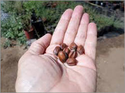 Dry Jojoba Seeds Dry Jojoba Seeds