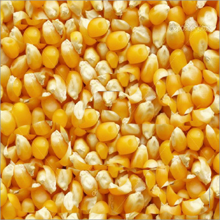 Yellow Corn Yellow Corn
