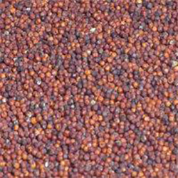 Finger Millet - Ragi Finger Millet - Ragi