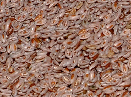 Psyllium Seeds Psyllium Seeds