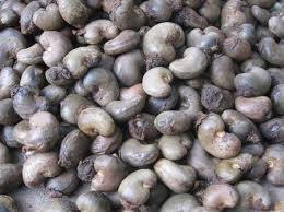 Raw Cashew Nut Raw Cashew Nut