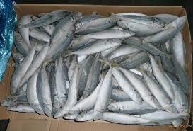 Frozen horse mackerel fish for sale Frozen horse mackerel fish for sale