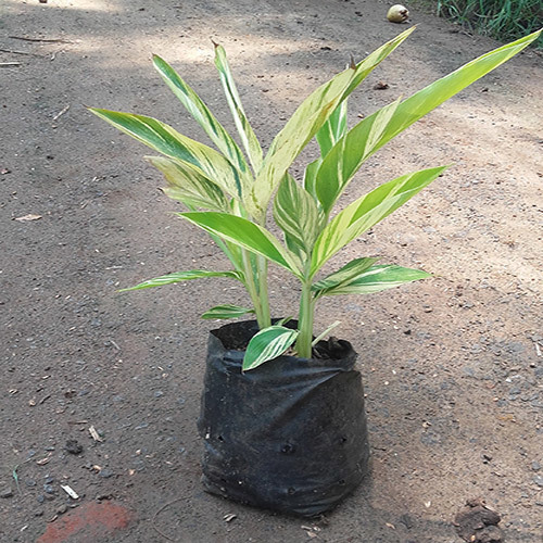 Live Plants Live Plants
