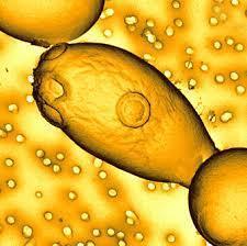 Saccharomyces Boulardii Saccharomyces Boulardii