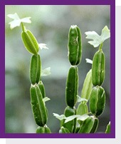 Cissus Quadrangularis (Hadjod) Cissus Quadrangularis (Hadjod)
