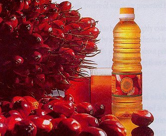 Palm oil Palm oil