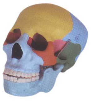 Colored Skull Model Colored Skull Model