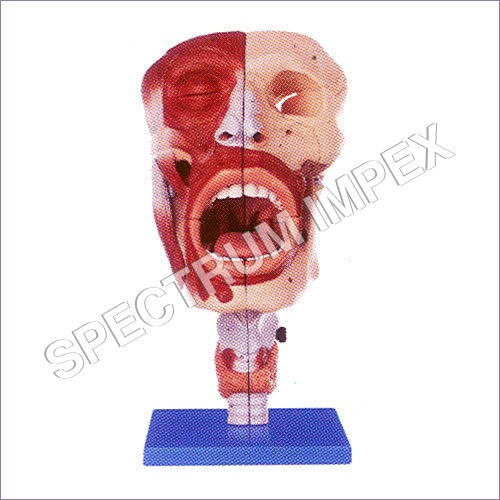 Nasal Oral Pharynx And Larynx Cavities Model Nasal Oral Pharynx And Larynx Cavities Model