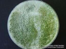 Trichoderma Trichoderma