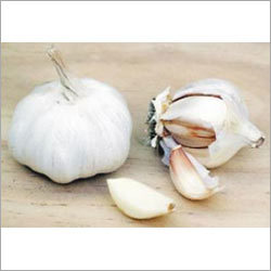 Garlic Extract Garlic Extract