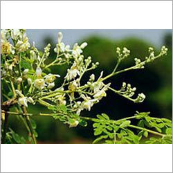 Moringa Oil Moringa Oil