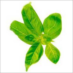 Tea Leaves Tea Leaves