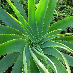 Aloe Vera Aloe Vera