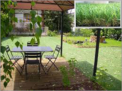 Art Grass Art Grass