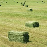 Premium Alfalfa Hay Bales Premium Alfalfa Hay Bales