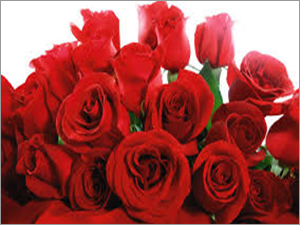 Red Rose Red Rose