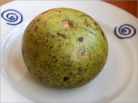Bael Fruit Bael Fruit