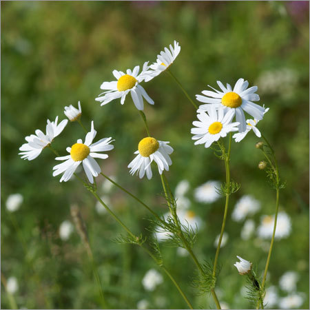 Chamomile Flower & Oil Chamomile Flower & Oil