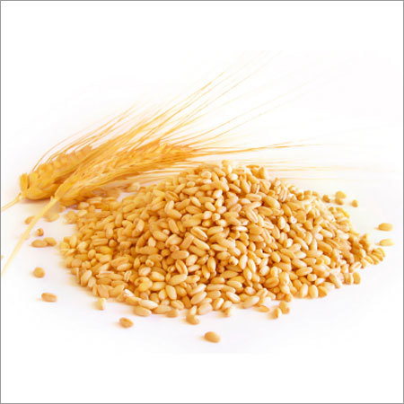 Organic Wheat Organic Wheat