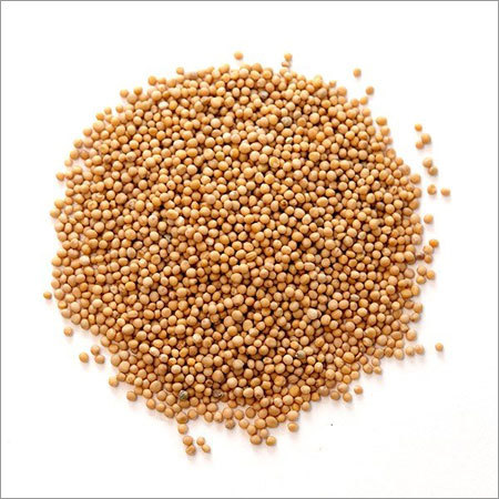 Yellow Mustard Seed Yellow Mustard Seed