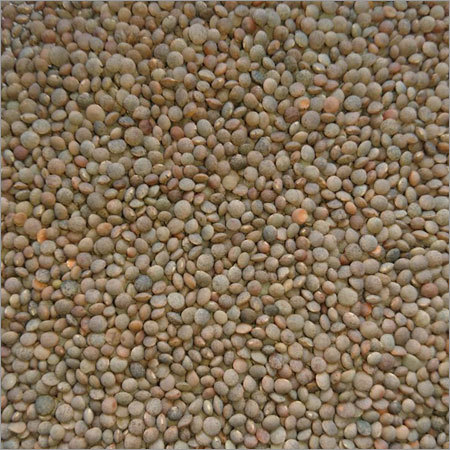 Red Lentil Red Lentil