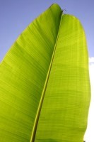 Banana Leaves Banana Leaves