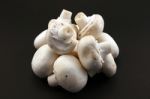 Mushrooms Mushrooms