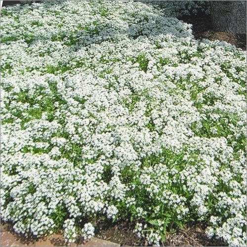 Alyssum Seeds Alyssum Seeds